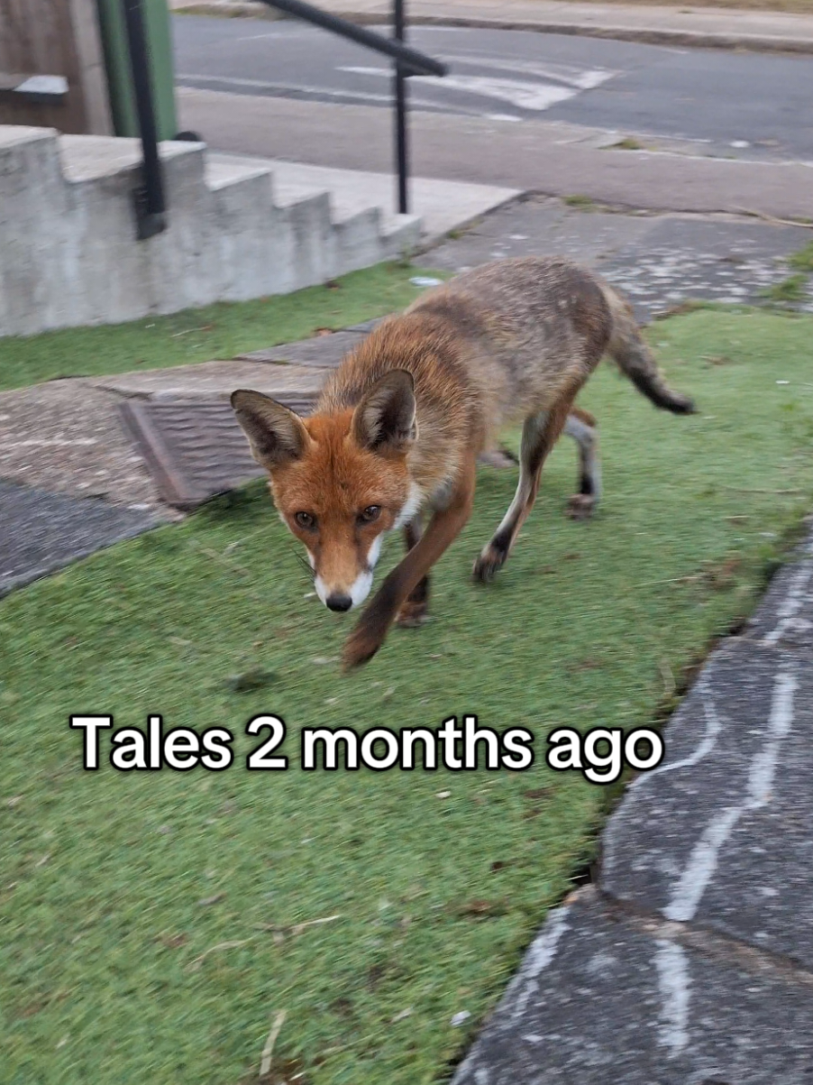 here you can see the big difference between a fox in the summer vs the winter! they shed lots of fur in the summer hence why she looks so much smaller😆 #foxesoftiktok #animalsoftiktok ##animal #wildlife #cute 