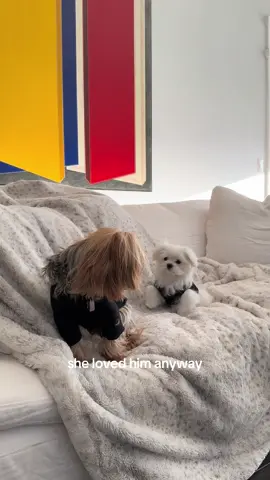 😭Love finds a way🥰🥰 🤍🤍Harper & Dakota  Chili Puppers Sport, Beverly Hills Dog Luxury Collection  #lovestory #puppylove #heartwarming #Love