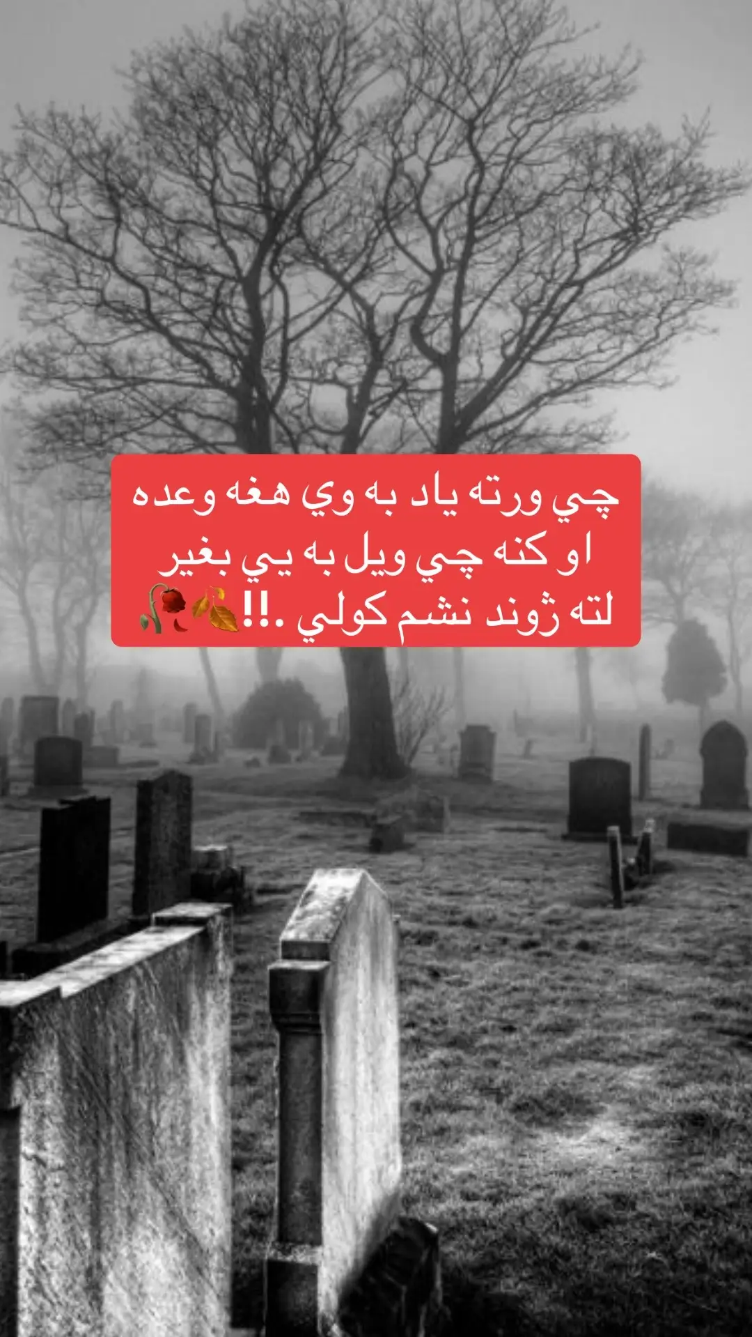 #تاجیک_هزاره_ازبک_پشتون_ترکمن🇦🇫 