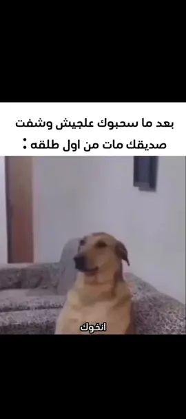 صارت وي جدي #شعب_الصيني_ماله_حل😂😂 #capcut #fyp #fyppppppppppppppppppppppp #vairal 