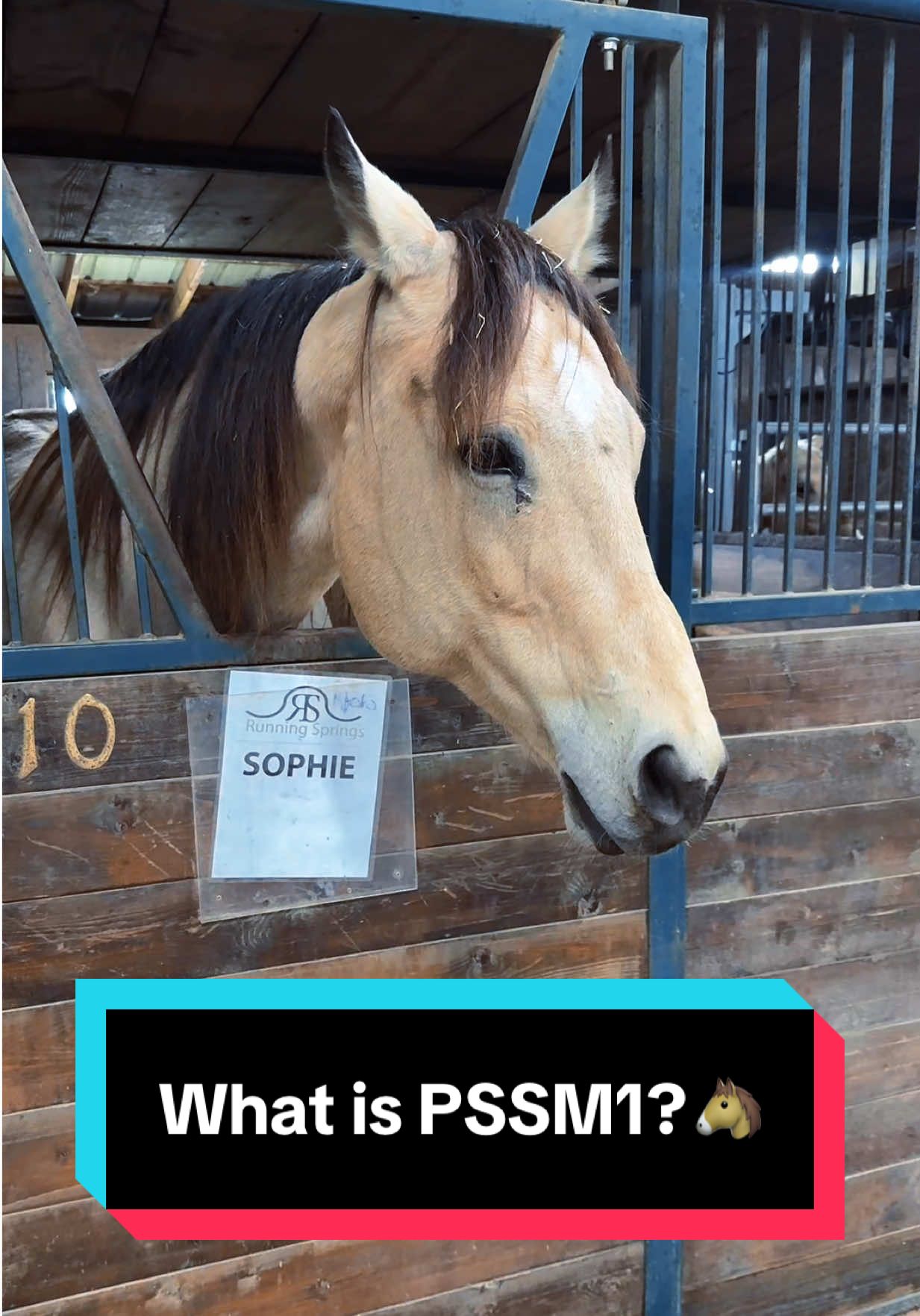Replying to @trippy420rose What is PSSM1?🐴 #pssm #pssm1 #equinecare #horsebreeding 