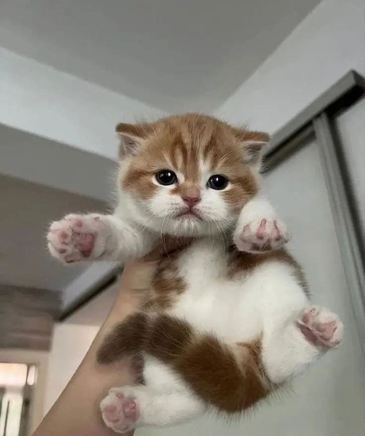 #fakebodyy⚠️ #hoyoverse #HonkaiStarRail 