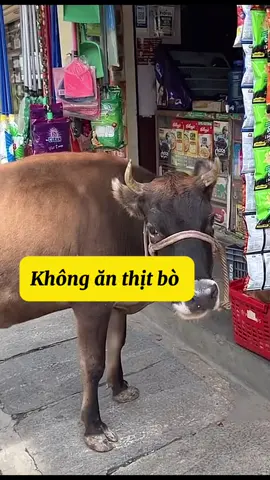 Người Ấn có ăn thịt bò không ? #huerohin #ando #cuocsong #dulichando #vanhoa 