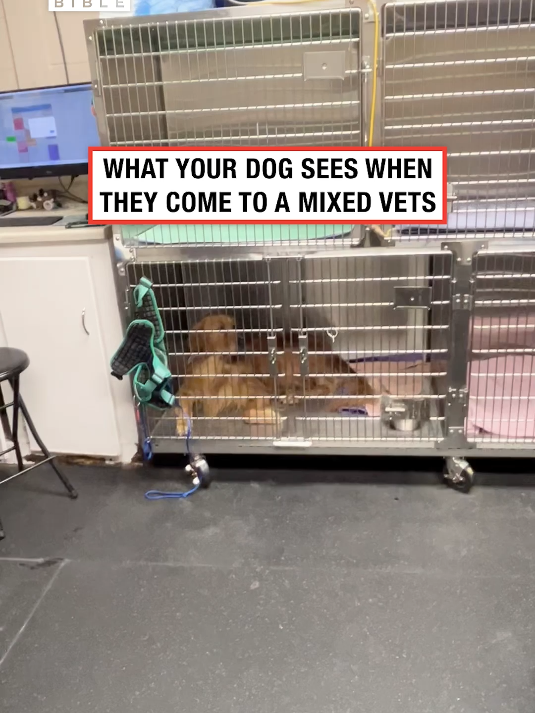 His life is flashing before his eyes 🤣 (🎥: @animalimaging)