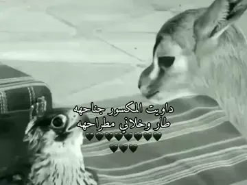 🤍🤍🤍🤍 #صوب_خليل_خلق_للجمله🎶❤🔥💔💔✅ #شتاوي_وغناوي_علم_ع_الفاهق❤🔥🥺 #شعب_الصيني_ماله_حل😂😂 #fyyyyyyyyyyyyyyyyd #ليبيا🇱🇾 