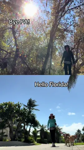 #transitions #dogs #snowbird #mutts