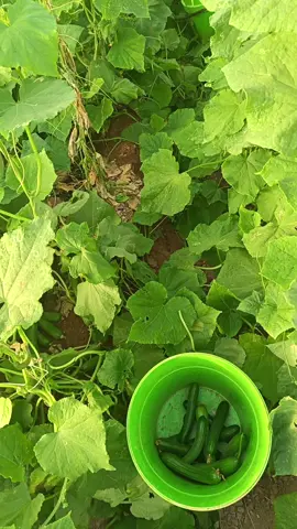 #صعدو_الفيديو #العراق_السعوديه_الاردن_الخليج #اخر_من_يسوي_الترند #نشاركم_بالترند_على_طريقتنا😂💔 #متابعه_ولايك_واكسبلور_احبكم 