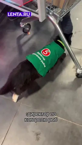 Рыбов начальник и колбасов командир😍