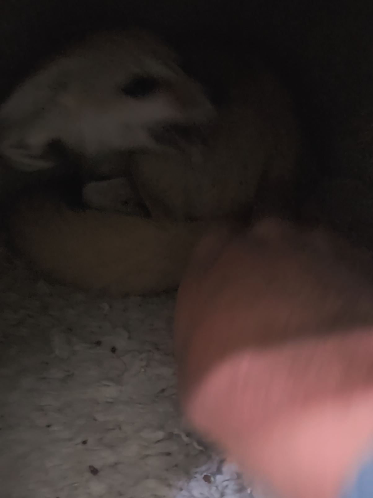 what a fiesty baby fennec fox #viral #fyp #cute #fennecfox #baby 