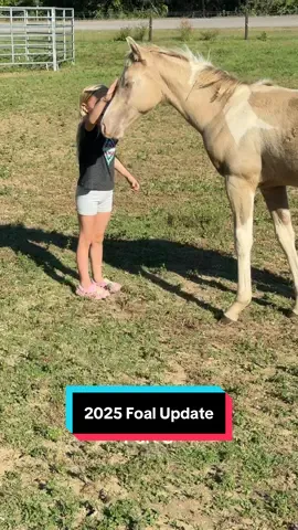 2025 Foal Update #horse #foal #painthorse #dreamhorse #horsetok 