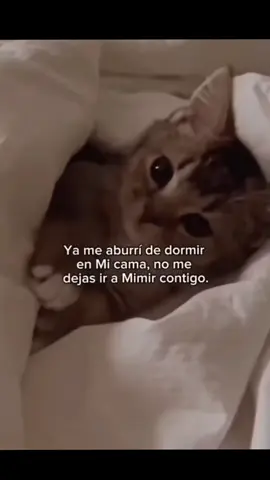 #amordelejos  #LIVEIncentiveProgram  #GoLIVEGrowFast  #PaidPartnership 