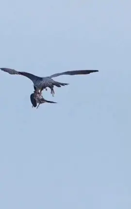 #explore #اكسبلور#هدد #شاهين#لايكات 