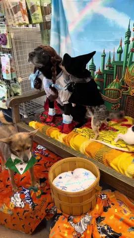 For everyone asking how the magic happens, here’s a behind the scene looks of everyone getting ready! Dorothy played by Leena the Lab Mix @Kate of Flx Stitches  Galinda played by Disney the Bugg @Kaitlin  Cowardly Lion played by Schmidt the Golden @Malissa Stevens  Flying Monkey played by Benni the Chihuahua @liv  The Wizard played by Enzo the Chihuahua mix! Elphaba played by Beans the Chihuahua Tin Man played by Sam the Chihuahua  Scarecrow played by Butters the Chihuahua Toto played by Buoy the Chihuahua  All owned by me😁 @Wicked: For Good  #wicked #halloween #dog #dogsoftiktok #fyp 