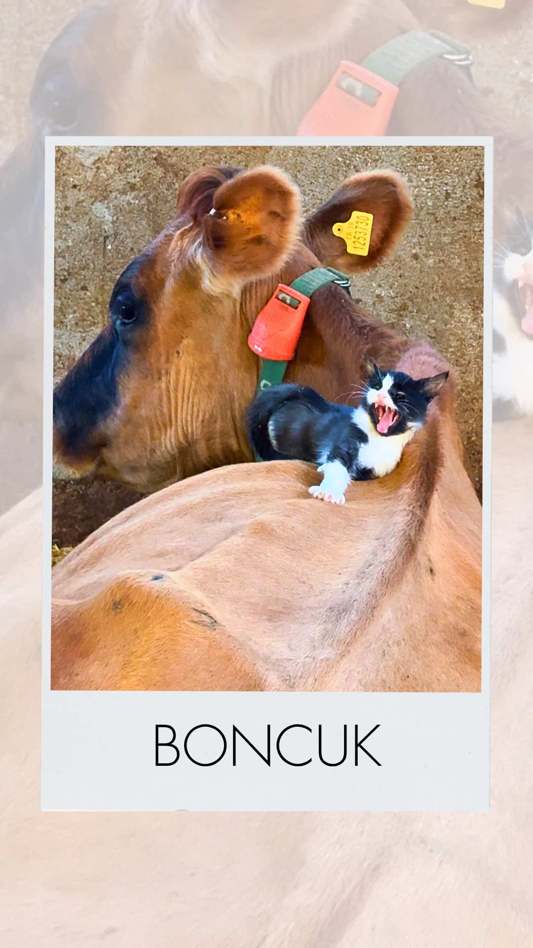 Önce uğraşır sonra sırtlarında uyuya kalır. Boncuk ahırımıza çok güzel bir renk kattı❤️