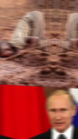 Poutine brise le silence : l'Afrique crie à l'aide!#afrique #poutine #politiqueafricaine  #infodujour #actutiktok 