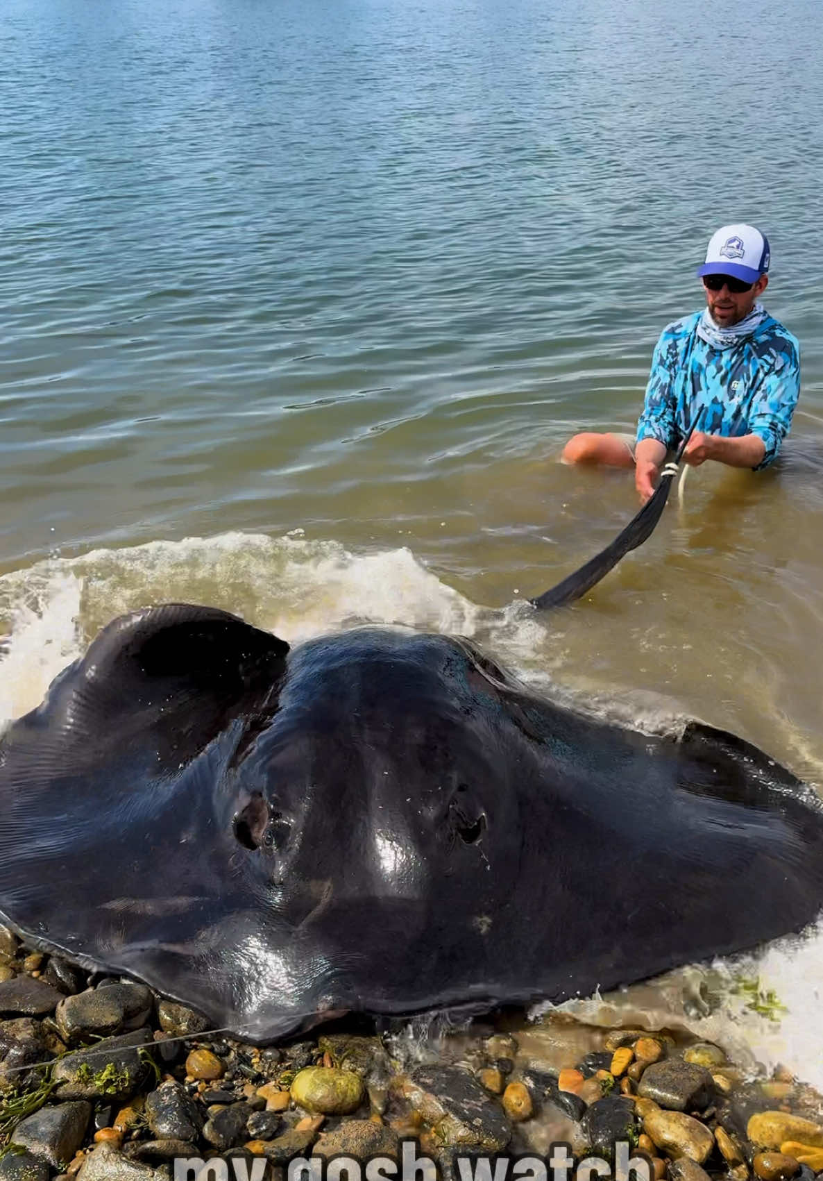 Biggest Stingray of My Life 😳 #big #life #fish #longervideos #ocean 