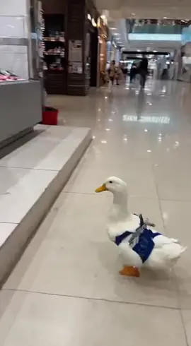 Fish love is everywhere #duckrescue #ducklingspro #duck #viral 