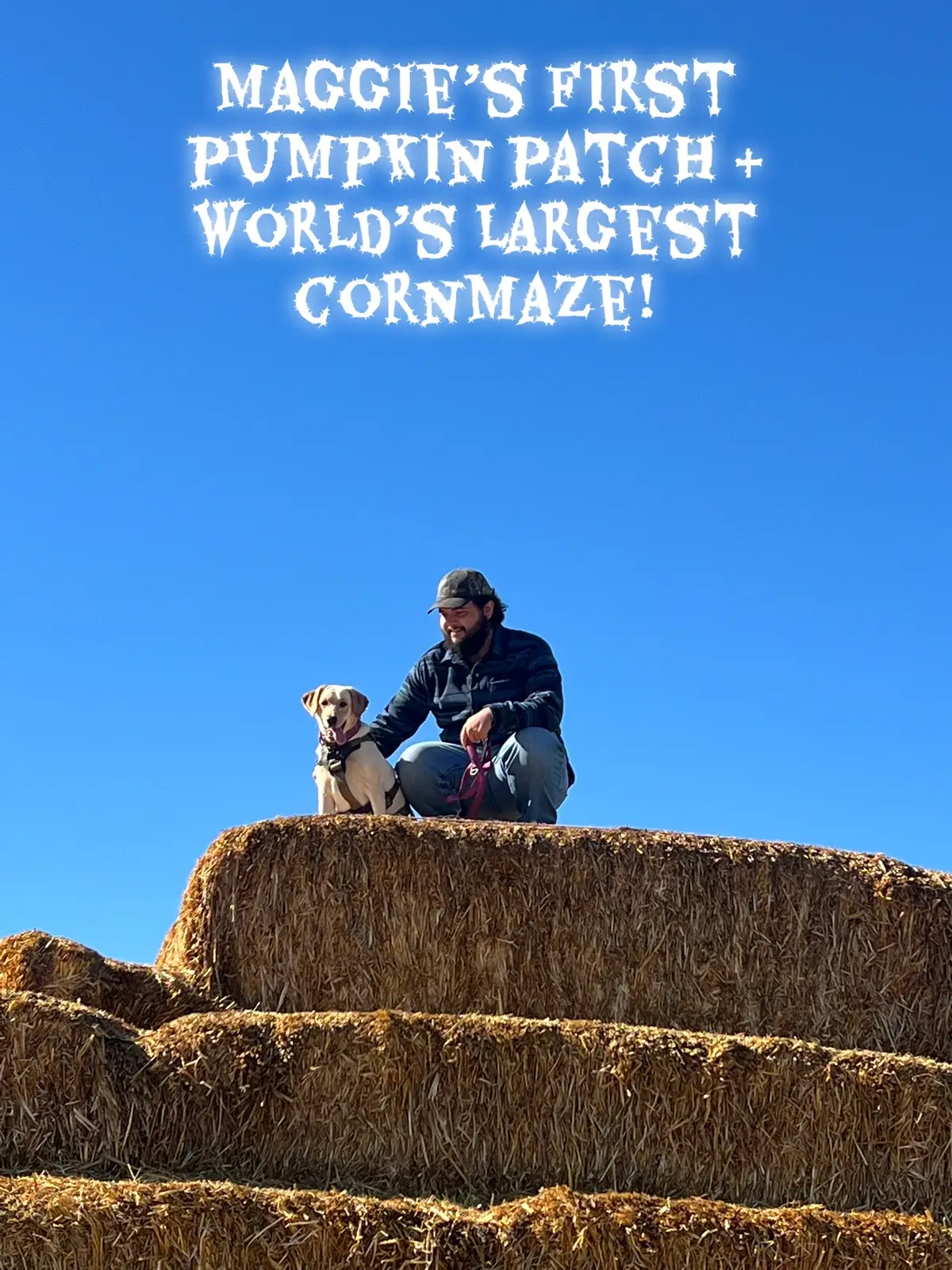 Had a blast and she did so good!! #pumpkinpatch #cornmaze #yellowlab #fyp #petlover 