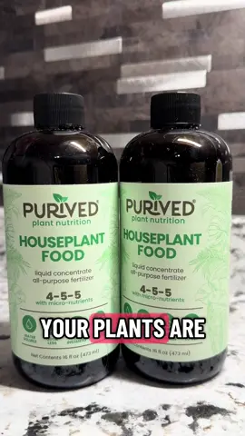 #plant #plants #plantsoftiktok #houseplants 