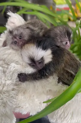 #обезьяна #мавпа #обезьянка #мавпочка #игрунка 