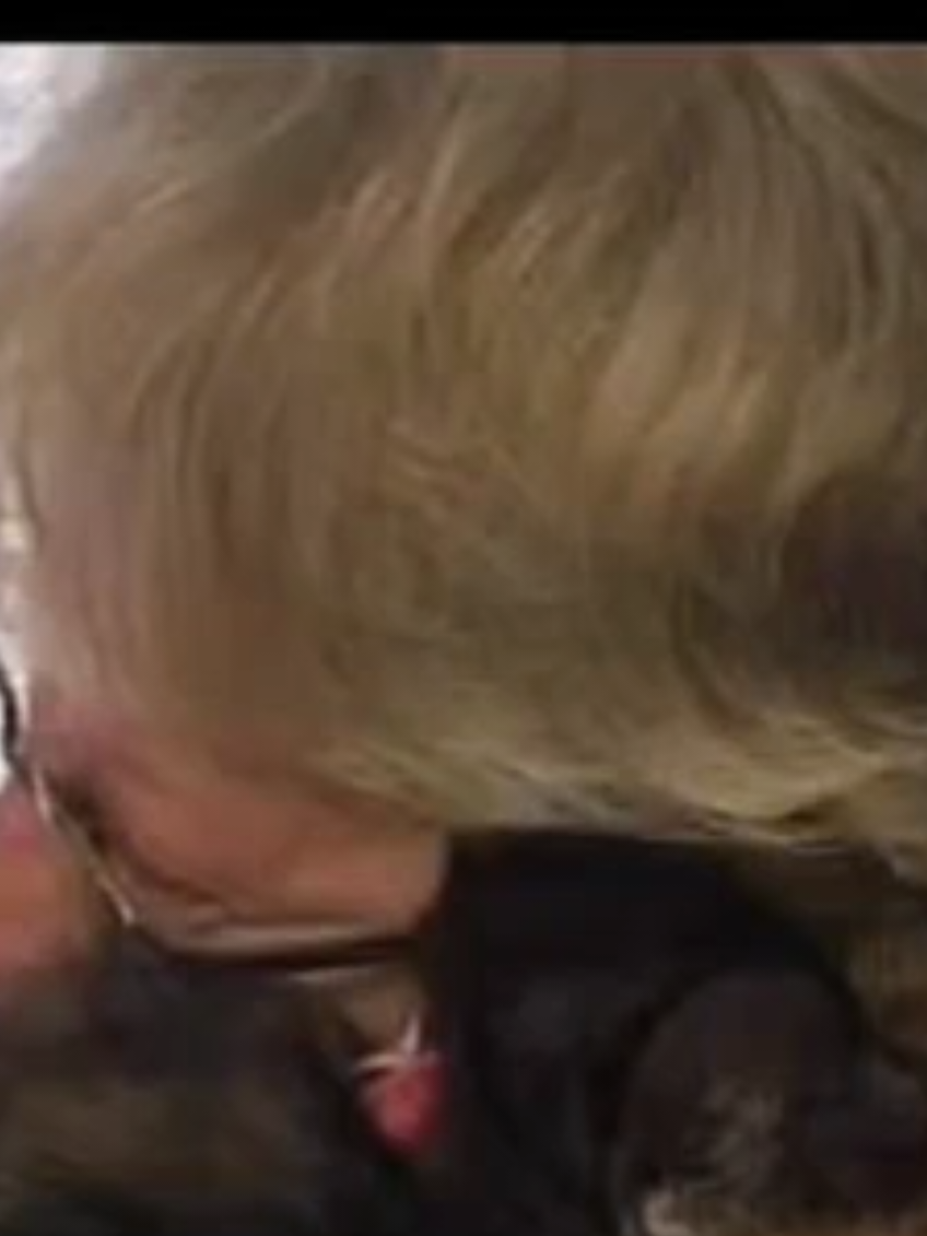 uciśnienie zwierząt nieprzerwanie trwa, ich krzyki cierpienia nie są wystarczające dla ludzi u władzy, by zaprzestać ten krąg cierpienia... dlatego musimy dla nich walczyć #plantbased #animals #wee #vegan #cruelty 