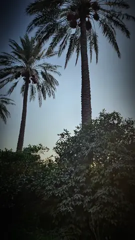 #تصويري_احترافي_الاجواء👌🏻🕊😴 #شعراء_وذواقين_الشعر_الشعبي🎸 #موسيقى #شعر_شعبي #سمير_صبيح 