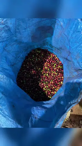 Lên cái video xem cho đỡ buồn ngủ nha mn