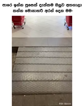 අනේ ඉතිං 🥹 (@⚖️🕊️CHA M 🪽:ඔන්න දැන් එනකොටත් කෙනෙක්ව හම්බුනා.ඒ වීඩියෝ එකත් ඇති බලලා like,coment,share කරලා සප් එකක් දෙම්න 🥲) #pet #10millionadoptions #trendsobremim #2025tiktok #viralvideo 