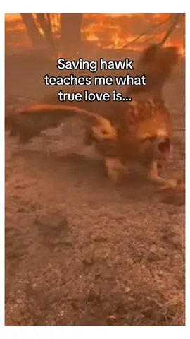 Her mate stayed by her side through it all #wholesome #animals 