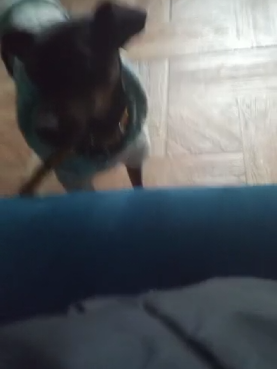 naoto bem . . . . . . . #fy #mulherdepreso🔓🕊👫💍 #💜💜💜 #foryoupage #cachorro 