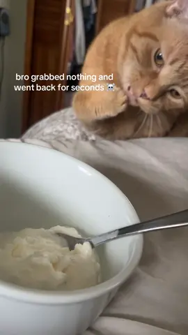 #fyp #catsoftiktok #cat #foryoupage #foryou 