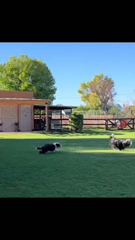 Puppies. I stg. And the day AFTER she got adjusted. 🤦🏻‍♀️