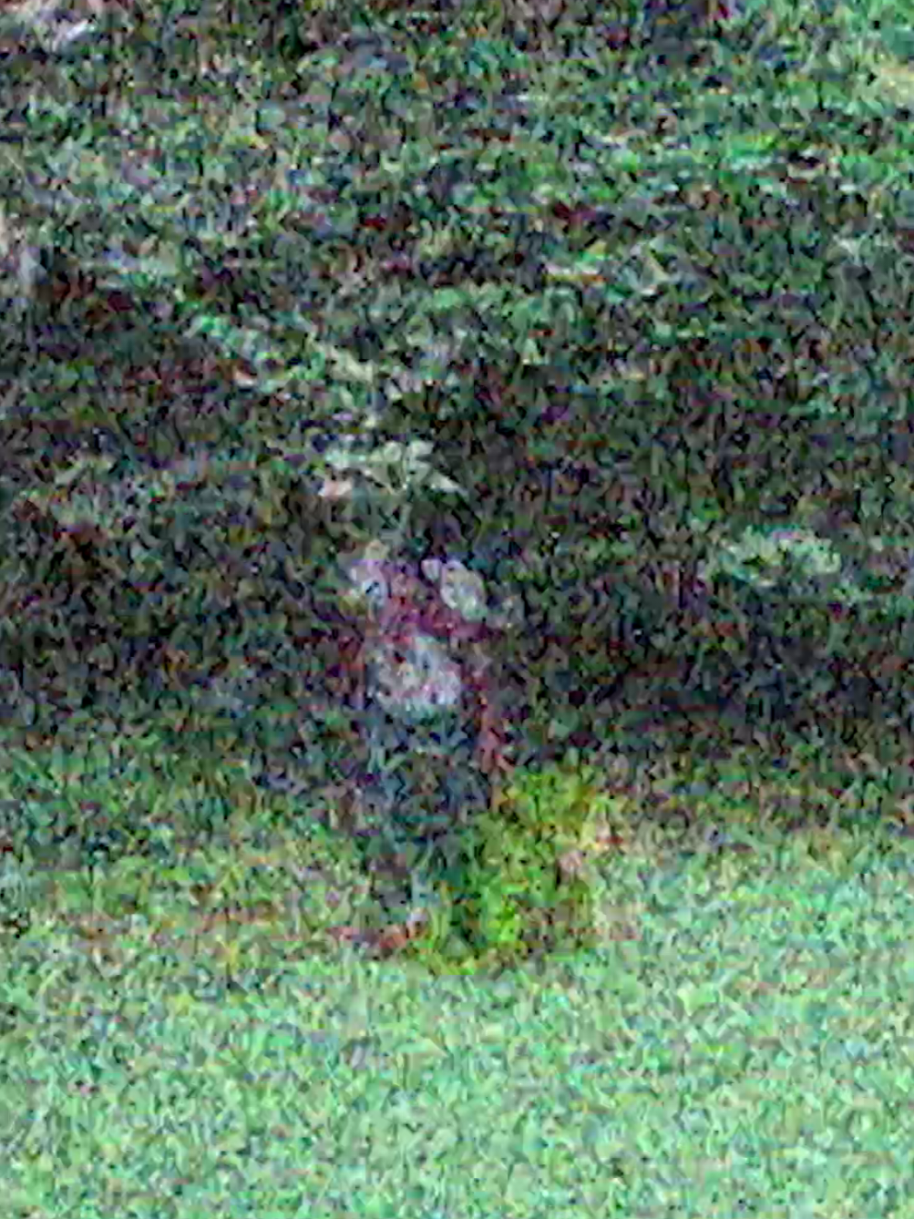 I asked Grok, I asked ChatGPT, man y'all know nothing of the forbidden Arcane secrets I've garnered through unholy pacts with forest entities beyond your comprehension.  I've witnessed horrors beyond my comprehension just to write my scrolls  #blackpurist #wizard #wizardposting #dungeonsanddragons #fantasy 