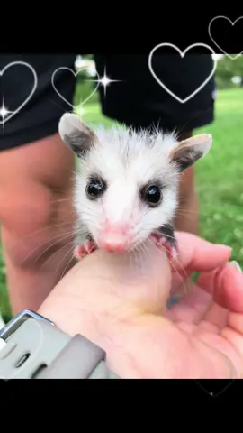 🐴✨ Let’s Talk EPM, Opossums, and Horses ✨🐴 We often hear: “If there are opossums around, my horse will get EPM.” The truth? It’s not that simple. 👉 What is EPM? Equine Protozoal Myeloencephalitis (EPM) is a neurological disease in horses caused mainly by a microscopic parasite called Sarcocystis neurona. Opossums are the definitive host—which means the parasite completes its life cycle in them—but that doesn’t mean every opossum automatically equals danger. 👉 Are opossums the only concern? Nope. Horses can also pick up the parasite indirectly through contaminated feed, water, or hay that’s been exposed to opossum feces. And keep in mind: not every opossum carries the parasite, and not every exposed horse gets sick. Other protozoa (like Neospora hughesi) can also cause EPM, and those don’t involve opossums at all. 👉 So what can horse owners do? It’s about management, not fear: 	•	Keep feed in sealed containers. 	•	Store hay where wildlife can’t climb or nest on top of it. 	•	Clean up spilled grain promptly. 	•	Protect water sources from contamination. 👉 Why you don’t need to panic about opossums Opossums are part of a healthy ecosystem—they eat ticks, venomous snakes, and lots of pests. Eradicating them isn’t the solution. Smart feed and barn management is. 💚 Instead of fearing opossums, we can focus on practical prevention and coexistence. Your horses stay safe, and our native wildlife continues doing the important jobs nature gave them.#humaneeviction #opossumlove #opossum #coexist #horse 