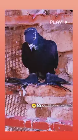 #حمر #طيور #حمام #متابعه_ولايك_واكسبلور_احبكم #ترندات_تيك_توك_جديدة #لايك #طشونيييييييييي🔫😂🥺🐸💞 #مالي_خلق_احط_هاشتاقات #الشعب_الصيني_ماله_حل😂😂 #بغداد 