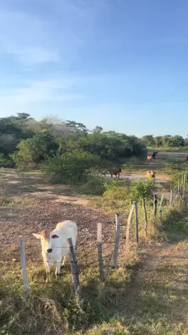Toro bellaco vale ese es ercoñazo #viral #amor #humildad #llano 