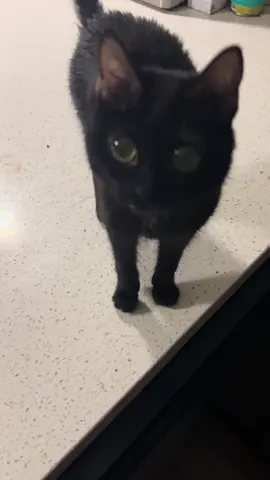 Scrunchy morning meows for churus 😻#babybinx #blackcat #bigeyes #scratchymeow #churutime 