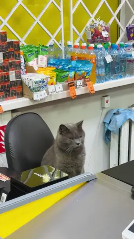 На касі в «Аврорі» вже коти працюють 😅 @Аврора Мультимаркет  #кіт #коти #аврора 
