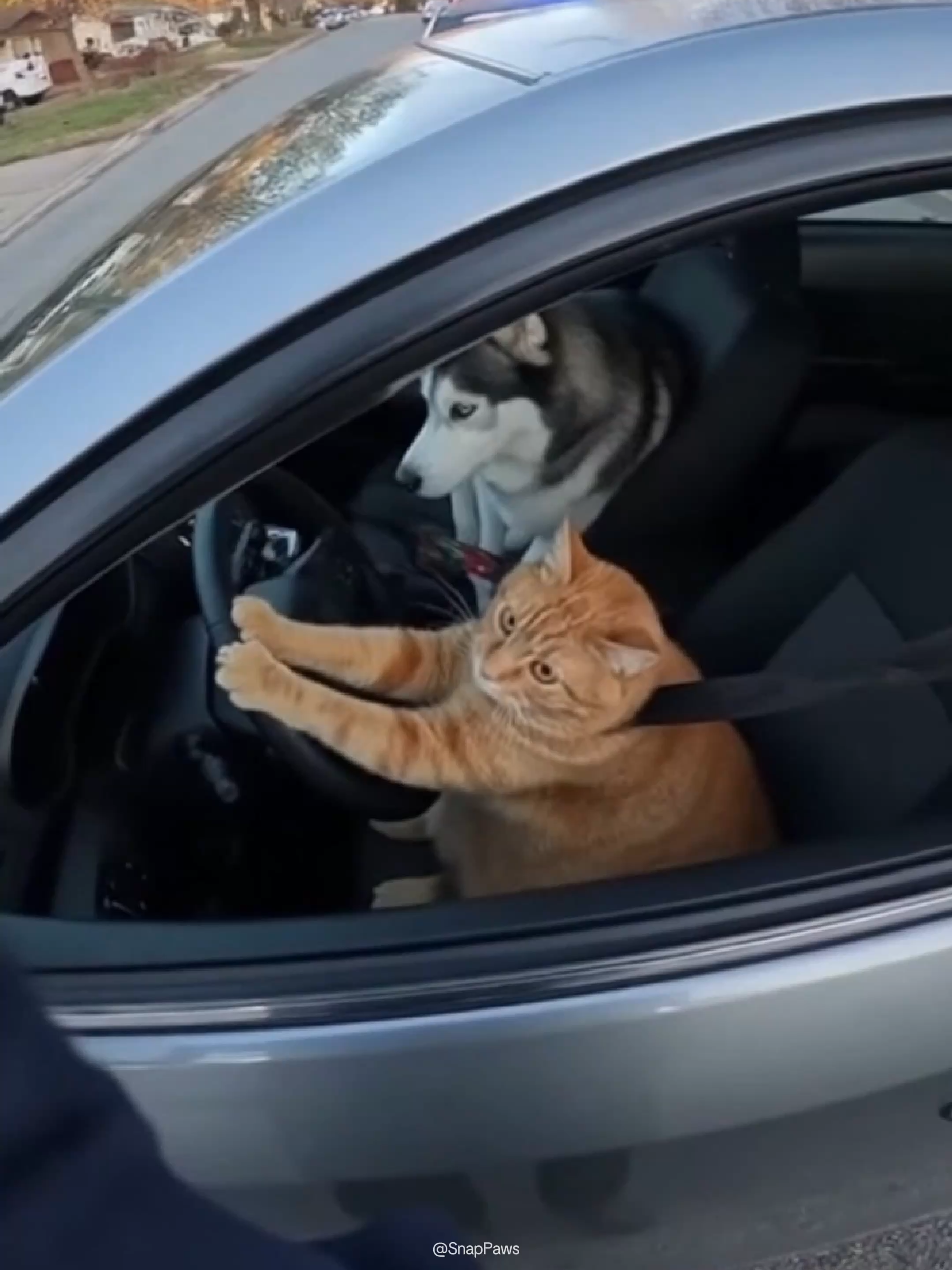 He Knew He Was Guilty 😼💨#orangecat #catmemes #cat