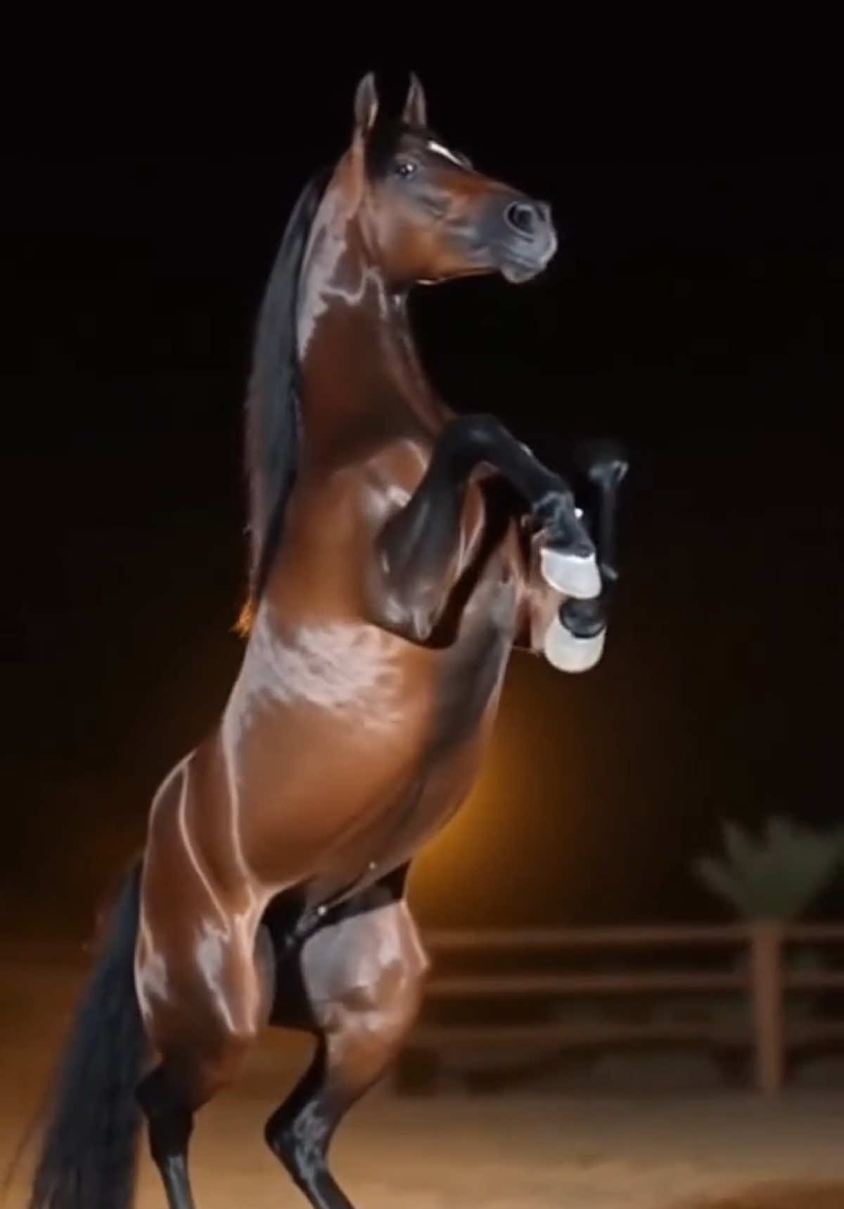 تبارك الله 🤲🏻❤️  #الخيل #خيل_وخياله🐎 #الخيل_العربي_الاصيل #خيول_عربية #خيل_عربي_اصيل 