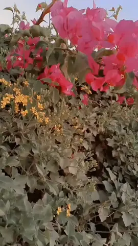 ##المفرق_الباديه_الشماليه🇯🇴🇯🇴  #🦋🦋🦋🦋 #كادي #🤍🤍 