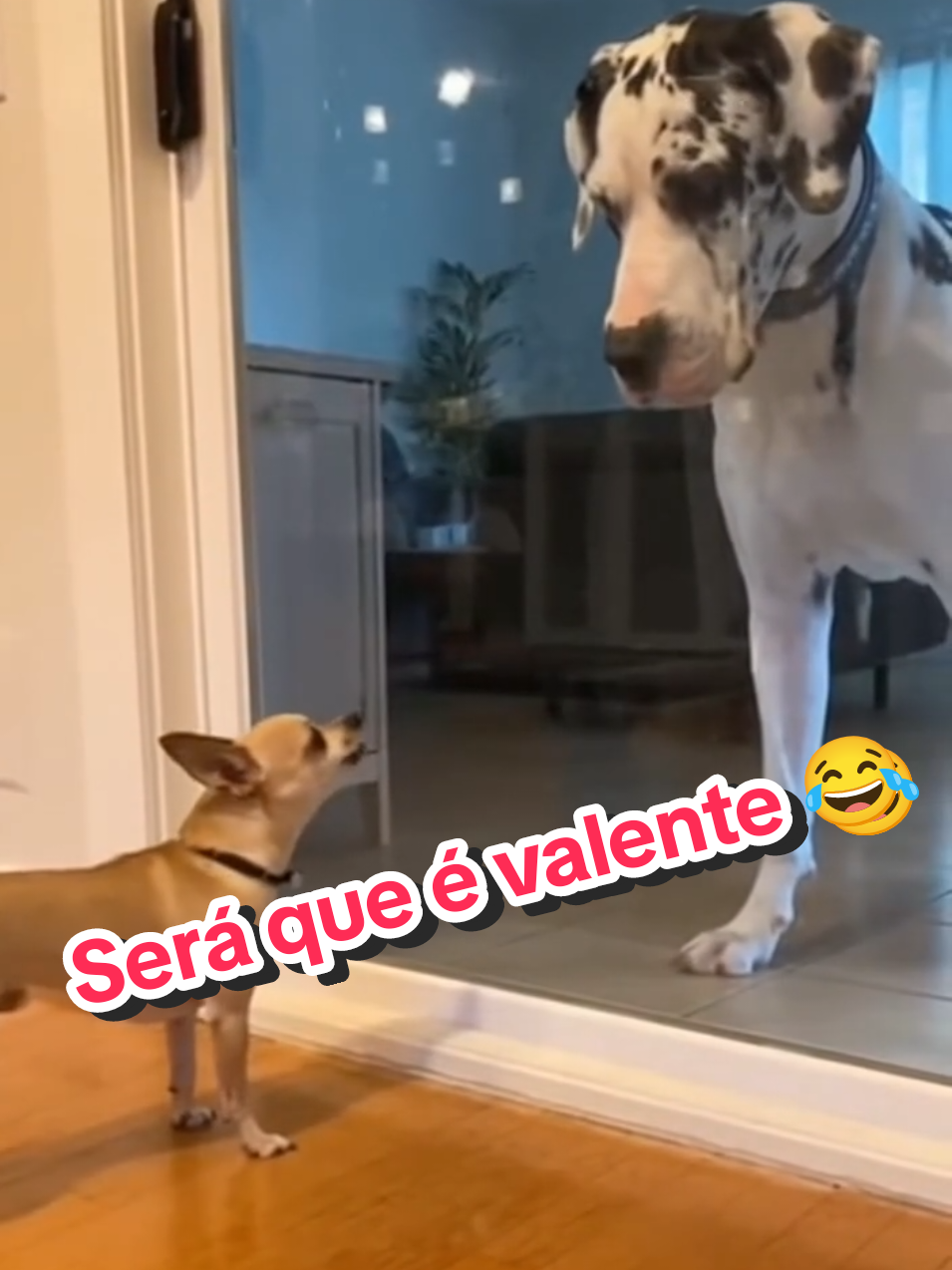 Late muito... até a porta de vidro se abrir. 😂😂😂 #video #viral #fyp 