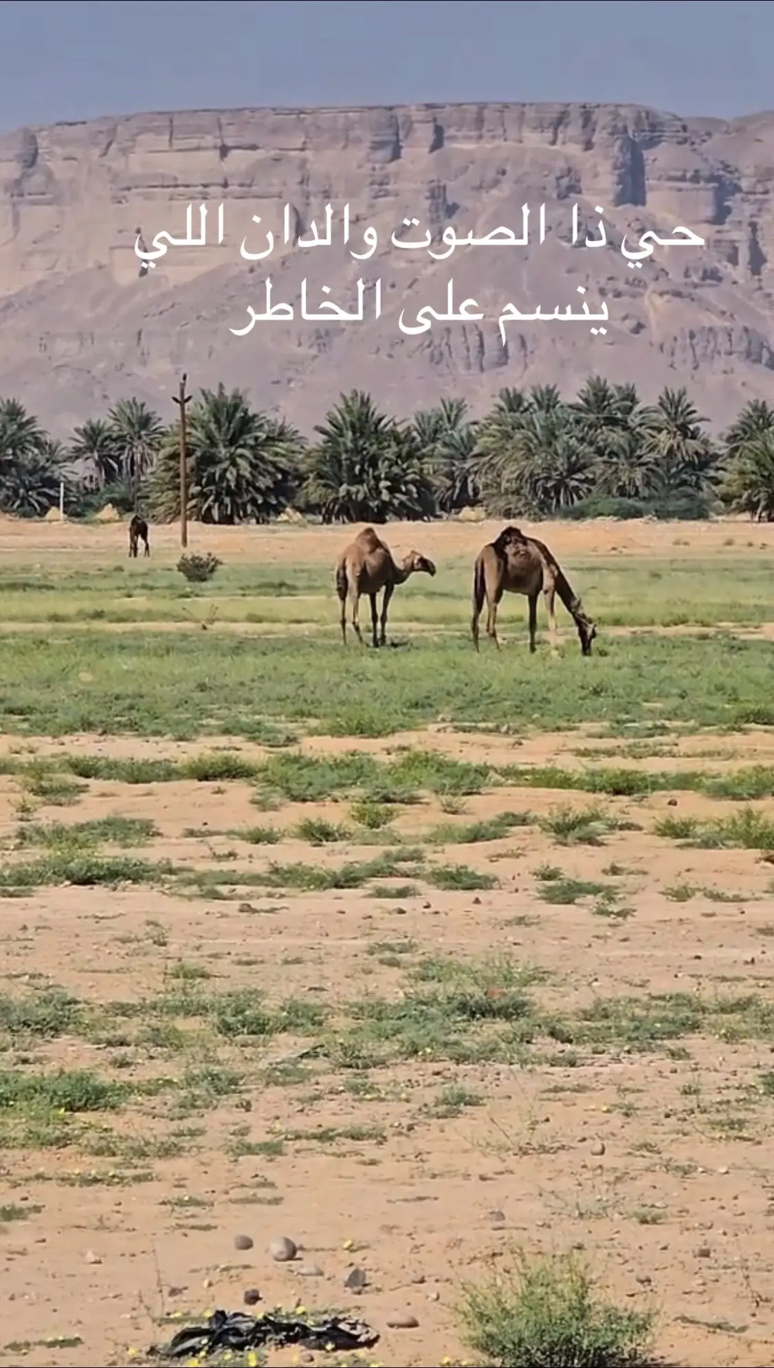 _صوت _ دان _ قوه 🥰_خلف _ منطقة_ بحران_ باصيعري_ حضرموت 