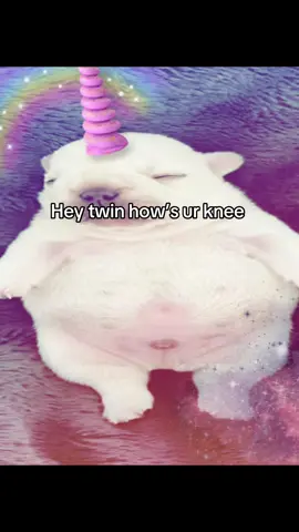 #fyp #viral #blowup #funny #pibble 