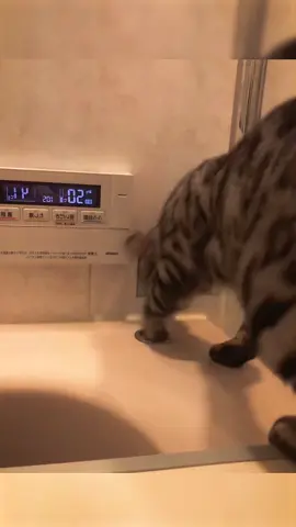 Destructive cat #catsoftiktok #cat #fyp #pet #funny 