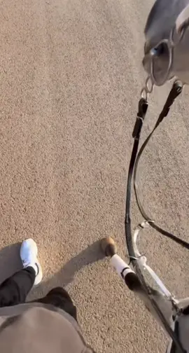 الخيل قصه لاتنتهي 🤍#تصويري📷 #عشوايات #القصيم #عنيزه #بريده 