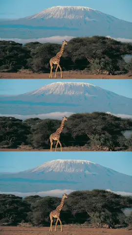 KILIMANJARO 🏔️ I’ll be tracking every glucose reading for our upcoming podcast reports and the documentary, Low Blood Sugar at High Altitude. This is more than a mountain. It’s proof of possibility. 🚨 The Call to Action 🚨 Hit FOLLOW right now to track every step of the prep and the expedition. SHARE this post with every T1D warrior you know—we climb for them. We’ll be announcing ways for you to get involved with the production team soon! #T1Determined #Type1Diabetes #Kilimanjaro #T1D #EnduranceSports 