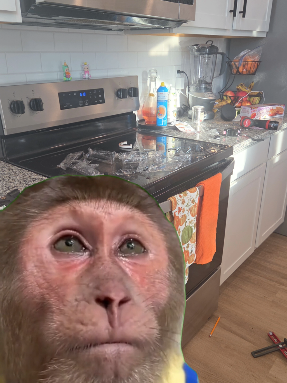 Jamás #cerveza #cefe #meme #MemeCut #CapCut 