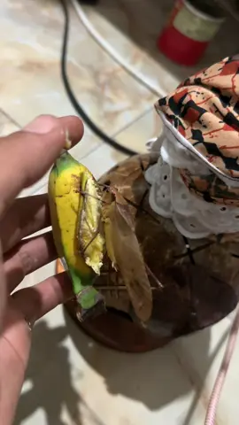 สูตรใหม่ร้องดี😅#แ#แข่งขันตั้กแตน🦗🦗ต#ตั๊กแตนต#ตั๊กแตน3จังหวัดภาคใต้