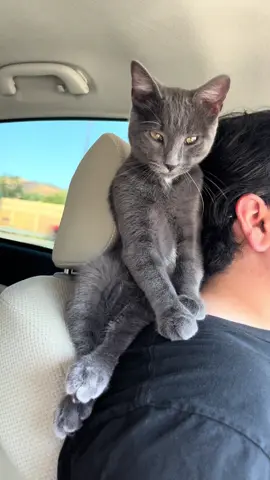 Agusto dándose un baño en el lomo de su padre… #cat #gatos #catlife #catmom #catdad 